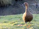 Magellan Goose (WWT Slimbridge 30/11/17) ©Nigel Key