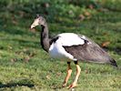 Magpie Goose (WWT Slimbridge November 2017) - pic by Nigel Key