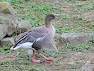Pink-Footed Goose (WWT Slimbridge November 2017) - pic by Nigel Key