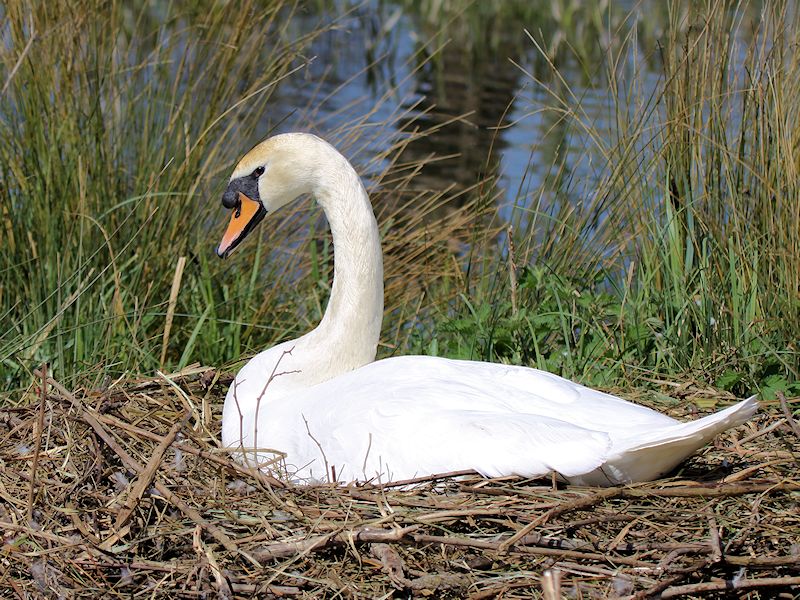 Mute Swan (WWT Slimbridge 20/04/18) ©Nigel Key