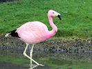 Andean Flamingo (WWT Slimbridge 20/04/18) ©Nigel Key