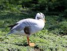 Bar-Headed Goose (WWT Slimbridge 20/04/18) ©Nigel Key