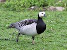 Barnacle Goose (WWT Slimbridge 20/04/18) ©Nigel Key