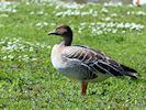 Bean Goose (WWT Slimbridge 20/04/18) ©Nigel Key