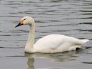 Bewick's Swan (WWT Slimbridge 20/04/18) ©Nigel Key
