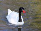 Black-Necked Swan (WWT Slimbridge 20/04/18) ©Nigel Key