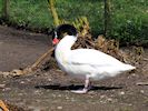 Black-Necked Swan (WWT Slimbridge 20/04/18) ©Nigel Key