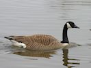 Canada Goose (WWT Slimbridge 20/04/18) ©Nigel Key