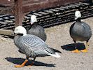 Emperor Goose (WWT Slimbridge 20/04/18) ©Nigel Key