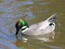 Falcated Duck (WWT Slimbridge 20/04/18) ©Nigel Key