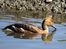Fulvous Whistling Duck (WWT Slimbridge 20/04/18) ©Nigel Key