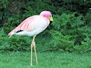 James's Flamingo (WWT Slimbridge 20/04/18) ©Nigel Key
