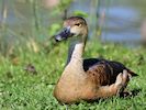 Lesser Whistling Duck (WWT Slimbridge April 2018) - pic by Nigel Key