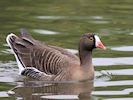 Lesser White-Fronted Goose (WWT Slimbridge April 2018) - pic by Nigel Key