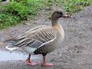 Pink-Footed Goose (WWT Slimbridge 20/04/18) ©Nigel Key