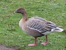 Pink-Footed Goose (WWT Slimbridge April 2018) - pic by Nigel Key