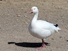 Snow Goose (WWT Slimbridge 20/04/18) ©Nigel Key