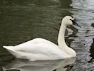 Trumpeter Swan (WWT Slimbridge April 2018) - pic by Nigel Key