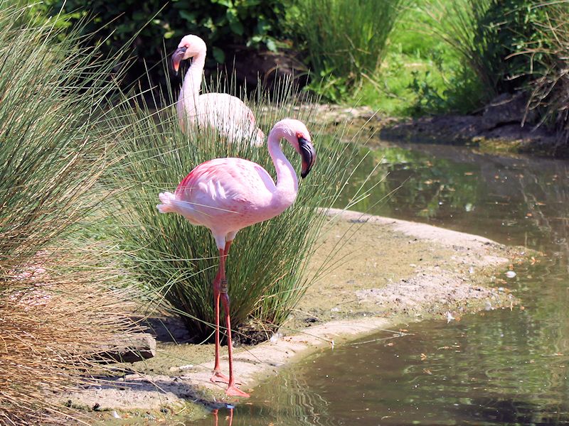 Lesser Flamingo (WWT Slimbridge 23/05/18) ©Nigel Key