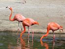 American Flamingo (WWT Slimbridge 23/05/18) ©Nigel Key