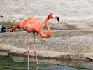 American Flamingo (WWT Slimbridge 23/05/18) ©Nigel Key