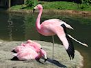 Andean Flamingo (WWT Slimbridge 23/05/18) ©Nigel Key