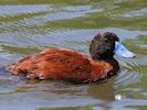 Argentinian Ruddy Duck (WWT Slimbridge 23/05/18) ©Nigel Key