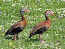 Black-Bellied Whistling Duck (WWT Slimbridge 23/05/18) ©Nigel Key