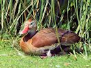Black-Bellied Whistling Duck (WWT Slimbridge 23/05/18) ©Nigel Key
