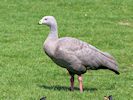 Cape Barren Goose (WWT Slimbridge 23/05/18) ©Nigel Key