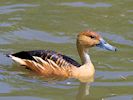 Fulvous Whistling Duck (WWT Slimbridge 20) - pic by Nigel Key
