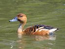 Fulvous Whistling Duck (WWT Slimbridge 23/05/18) ©Nigel Key