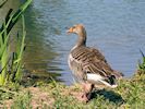 Greylag Goose (WWT Slimbridge 23/05/18) ©Nigel Key