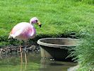 James's Flamingo (WWT Slimbridge 23/05/18) ©Nigel Key