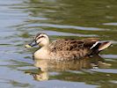 Spot-Billed Duck (WWT Slimbridge 23/05/18) ©Nigel Key
