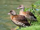 Spotted Whistling Duck (WWT Slimbridge May 2018) - pic by Nigel Key