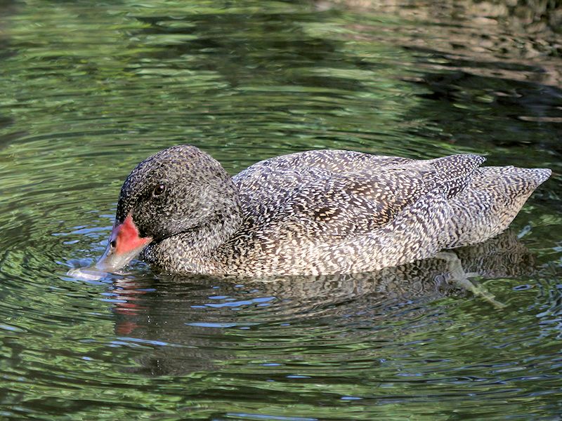 Freckled Duck (WWT Slimbridge 25/09/18) ©Nigel Key