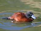 Argentinian Ruddy Duck (WWT Slimbridge 25/09/18) ©Nigel Key