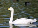 Bewick's Swan (WWT Slimbridge 25/09/18) ©Nigel Key