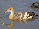 Plumed Whistling Duck (WWT Slimbridge 25/09/18) ©Nigel Key