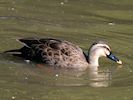 Spot-Billed Duck (WWT Slimbridge 25/09/18) ©Nigel Key