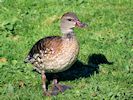 Spotted Whistling Duck (WWT Slimbridge 25/09/18) ©Nigel Key