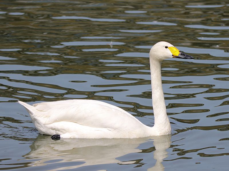 Bewick's Swan (WWT Slimbridge 04/07/19) ©Nigel Key