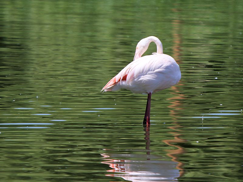 Greater Flamingo (WWT Slimbridge 04/07/19) ©Nigel Key