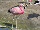 Andean Flamingo (WWT Slimbridge 04/07/19) ©Nigel Key
