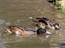 Black-Headed Duck (WWT Slimbridge 04/07/19) ©Nigel Key