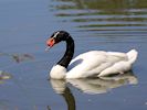 Black-Necked Swan (WWT Slimbridge 04/07/19) ©Nigel Key