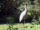 Eurasian Crane (WWT Slimbridge 04/07/19) ©Nigel Key