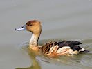Fulvous Whistling Duck (WWT Slimbridge 04/07/19) ©Nigel Key