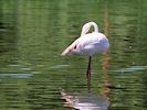 Greater Flamingo (WWT Slimbridge 04/07/19) ©Nigel Key